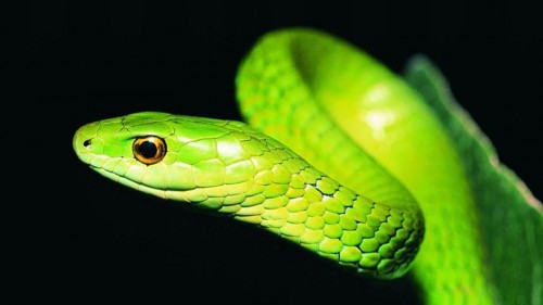 greensnakeartf09f16e1c666a11e.jpg