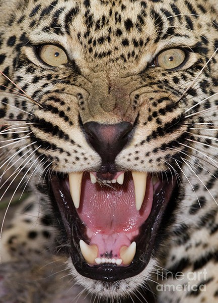 close-up-of-leopard-growling-wim-van-den-heever.jpg