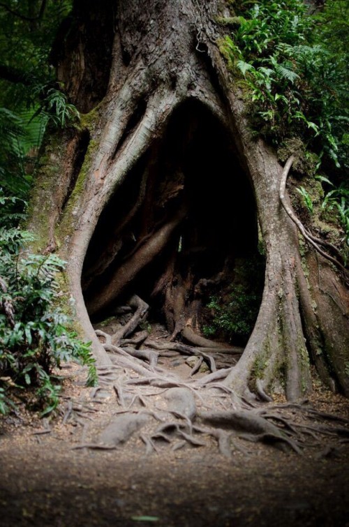 holeoak.jpg