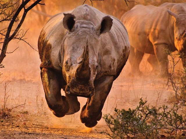 rhinostampede